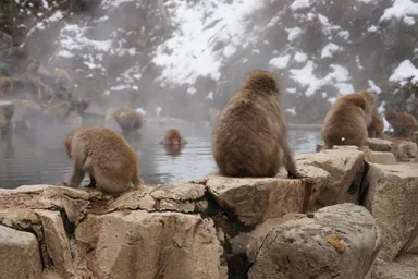 長野の地獄谷のお湯に浸かる猿