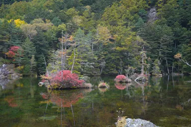 上高地の明神一之池と紅葉の木々