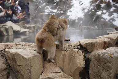 長野の地獄谷のおんぶした猿の親子