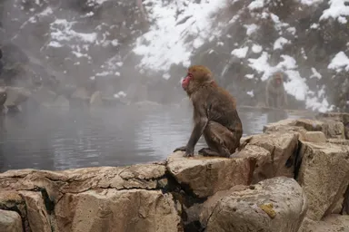 長野の地獄谷の湯上りの毛がぺちゃっとした猿
