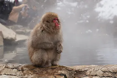 長野の地獄谷で温泉の横に立つ顔の赤い猿