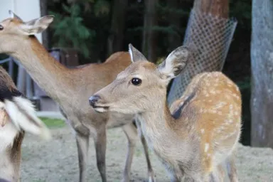 奈良公園の鹿たち
