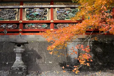 日光東照宮の壁の繊細な彫刻と紅葉のもみじ