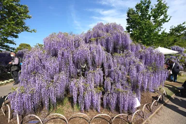 栃木のあしかがフラワーパークの小さな藤の花