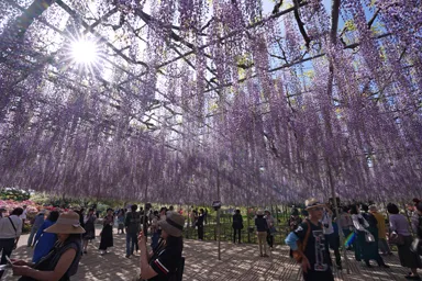 栃木のあしかがフラワーパークの藤棚と太陽の光
