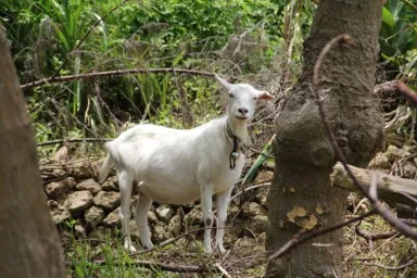 沖縄の町かどの山羊