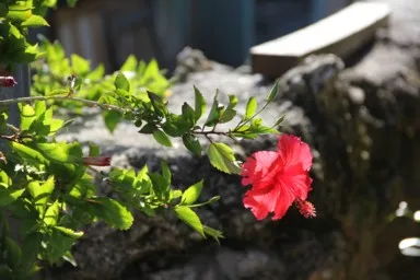 沖縄の太陽で赤さを増すハイビスカス