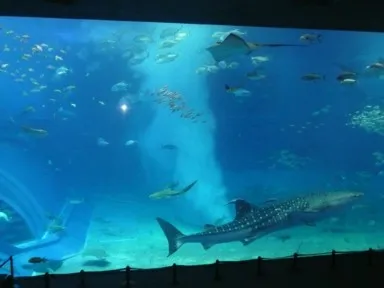 美ら海水族館のジンベイザメ