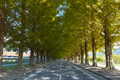 滋賀のメタセコイア並木道の紅葉直前の道