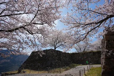 兵庫の竹田城の石垣と満開の桜
