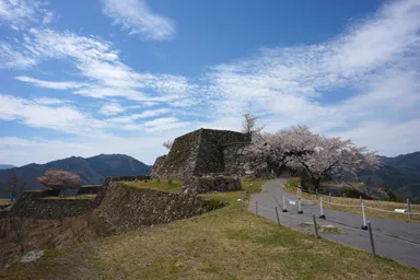 竹田城の天守跡の石垣と桜