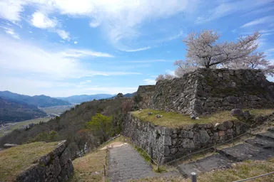 兵庫の竹田城跡の石垣と桜