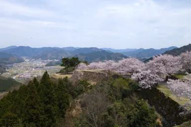 兵庫の竹田城の城壁と桜と眼下の町
