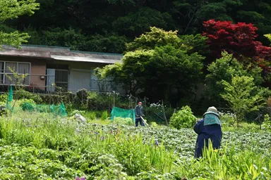 徳島の奥祖谷のかかしの里の畑にいるかかし