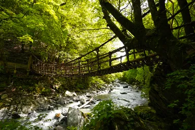 徳島の奥祖谷の下から見る二重かずら橋と森