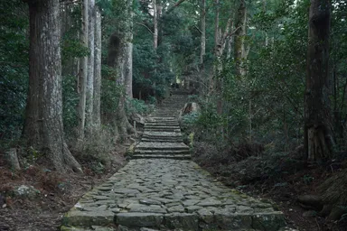 熊野古道の石畳と杉並木