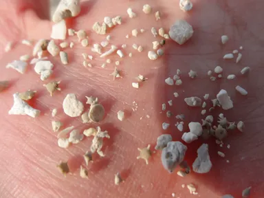 竹富島カイジ浜の星の形をした星砂