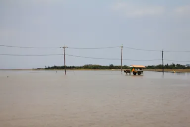 由布島の遠浅の海を渡る水牛