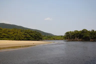 西表島のクルーズで両岸がジャングル