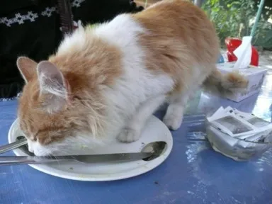 食堂でテーブルの上に来た猫に昼食を奪われる