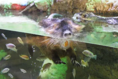 水面に浮かぶカピバラ
