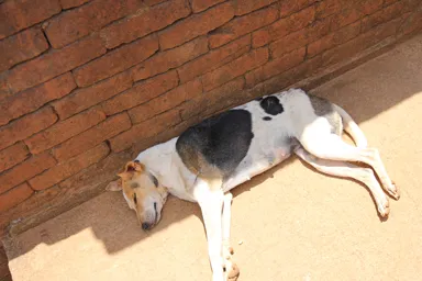 ギリギリの日陰で睡眠中の犬