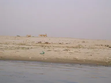 ガンジス川の不浄の地と呼ばれる対岸にいる怖い野良犬たち。