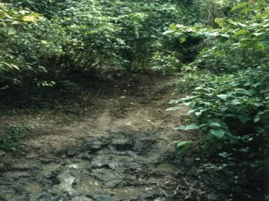 チトワン国立公園で象に乗ってぬかるんだ泥道とうっそうとしたジャングルを進む光景