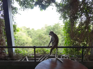 ヘリタンス カンダラマのホテルの部屋から猿と見つめ合う瞬間