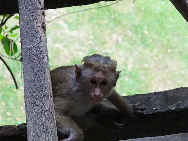 目が合って少しビクビクしているサル