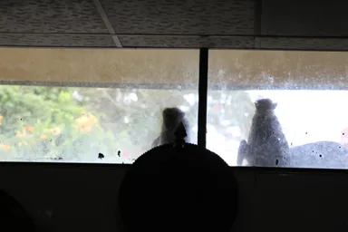 窓からこっちを覗いている猿二匹