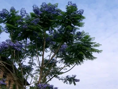 ドゥリケルの町なかにある紫の花を咲かすジャカランダの様子