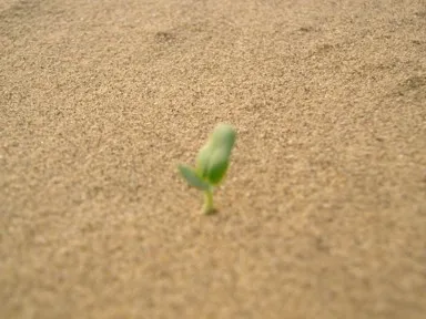 サム砂丘に小さな1つの雑草が生えている景色