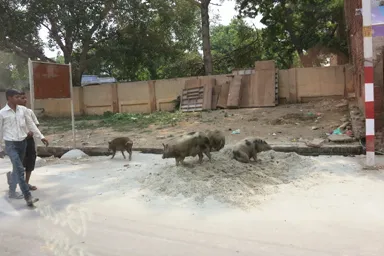 道路の脇で砂遊びする豚たち