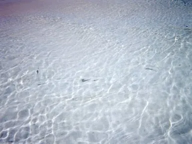 モルディブのオルヴェリの海底に映る小魚の影の様子