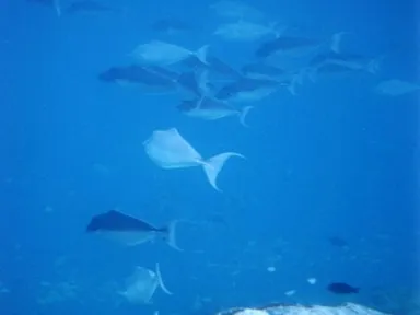 モルディブのオルヴェリのシュノーケリングで大きな魚の大群が泳ぐ様子