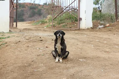 姿勢よく座る優しい表情の犬