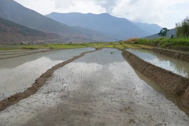 プナカの苗が植えられたばかりの水を張った田んぼが続く光景