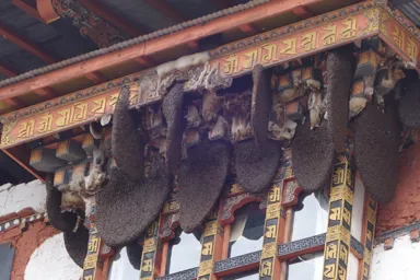 プナカ・ゾンの寺院の軒先にたくさんのハチの巣がある光景