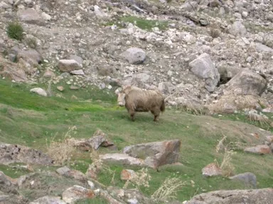 カリマバードのウルタルの牧草地にいるゾッキョ
