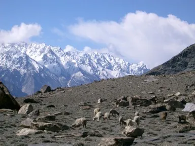 パスーのユンズバレーの牧草地の羊の群れと雪山
