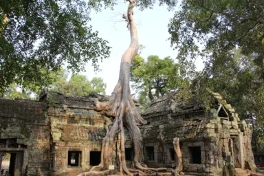植物がタ・プロームの遺跡を包み込む風景