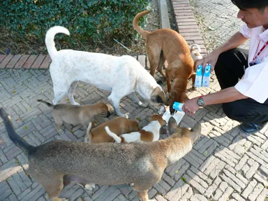 野良犬にミルクを上げる優しい人