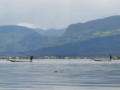 インレー湖の木の棒を使った伝統漁業の美しい技
