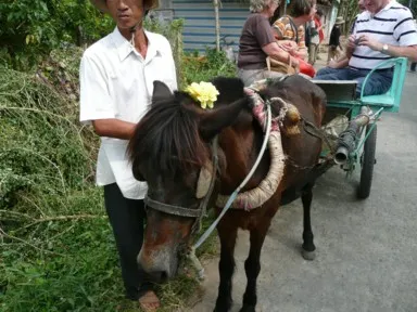 ミトーのメコン川の中洲の島ののどかな村で観光用の馬車に乗る風景