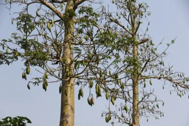 背の高い木に果物が垂れ下がる大きな木の姿