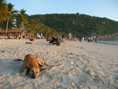 音楽が流れるビーチの朝の眠そうな犬