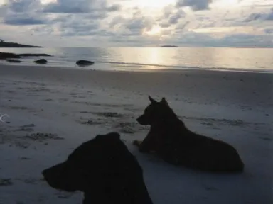 サメット島の犬2匹と一緒にビーチで朝日を眺める様子