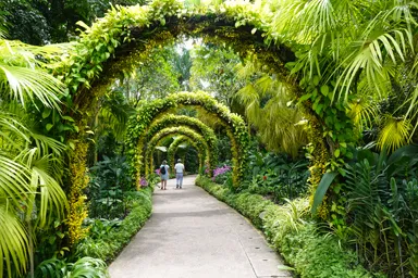 オンシジューム・ゴールデンシャワーのアーチトンネルのシンガポール植物園