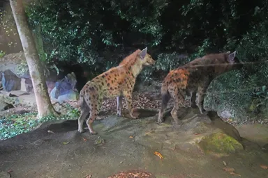 シンガポールのナイトサファリのハイエナ